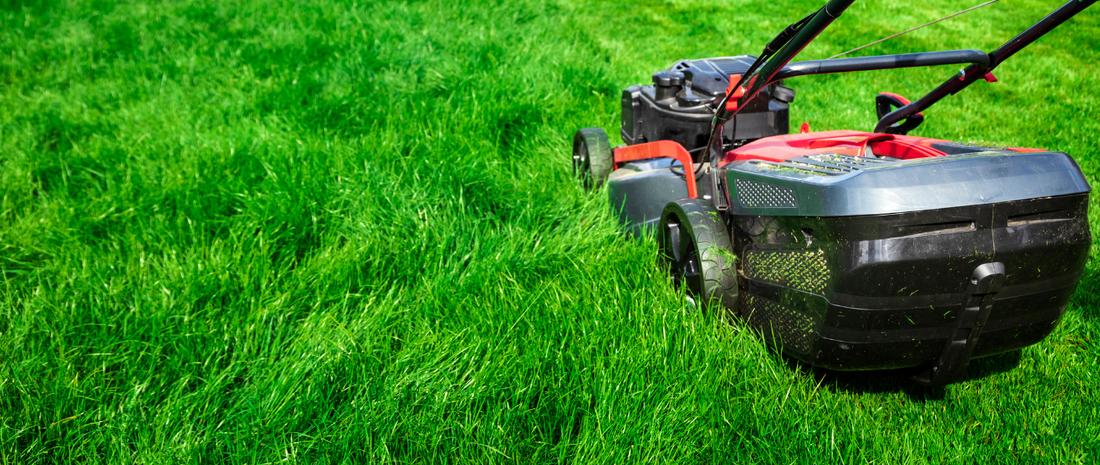 Can I Compost Lawn Thatch And Moss?